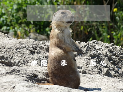 房屋繼承遺囑怎么寫？